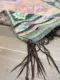 beni mguild 64380 290cm x 135cm  met zachte pastel kleuren