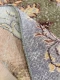 Vintage vloerkleed 16415 273cm x 166cm